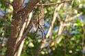 Nephila_edulis_D3589_Z_93_Nyang Station_Australie